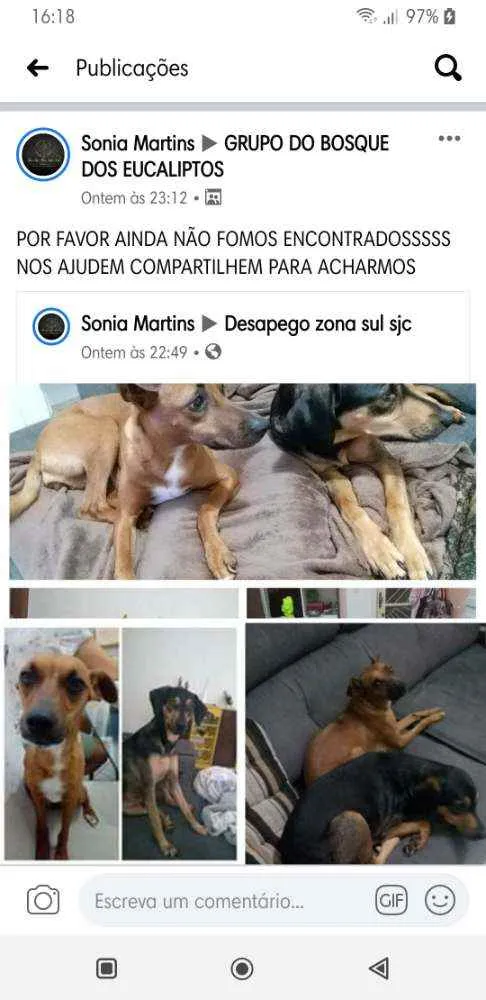 Cachorro ra a Vira lata idade 6 ou mais anos nome Pingo