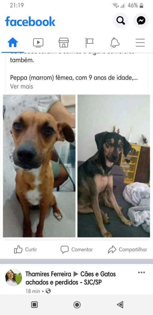 Cachorro ra a SRD idade 6 ou mais anos nome Peppa e pingo