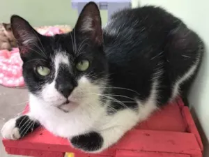 Gato raça SRD idade 3 anos nome Luna
