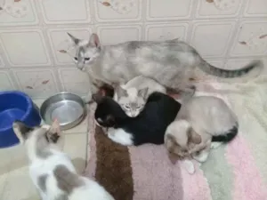 Gato raça Sem pedigre  idade 7 a 11 meses nome Nao tem