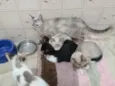 Nao tem