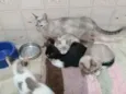 Nao tem