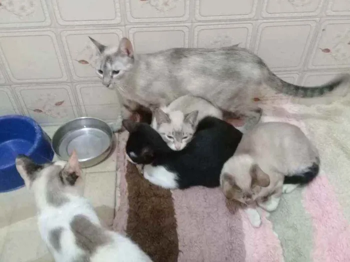 Gato raça Sem pedigre  idade 7 a 11 meses nome Nao tem