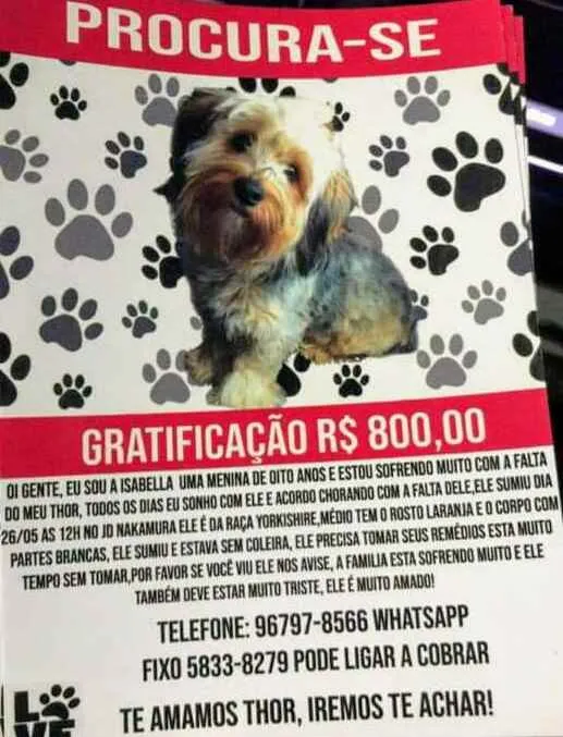 Cachorro ra a Yorkishire  idade  nome Thor