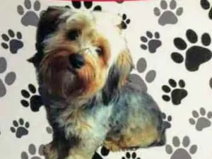 Cachorro raça Yorkishire  idade  nome Thor