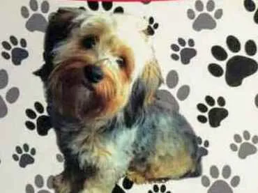 Cachorro ra a Yorkishire  idade  nome Thor