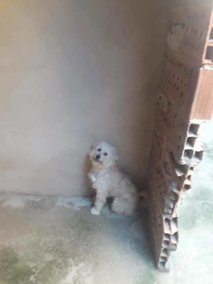 Cachorro raça Pudo  idade 2 anos nome Téo 