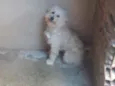 Téo 