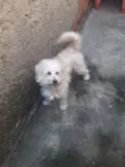 Téo 