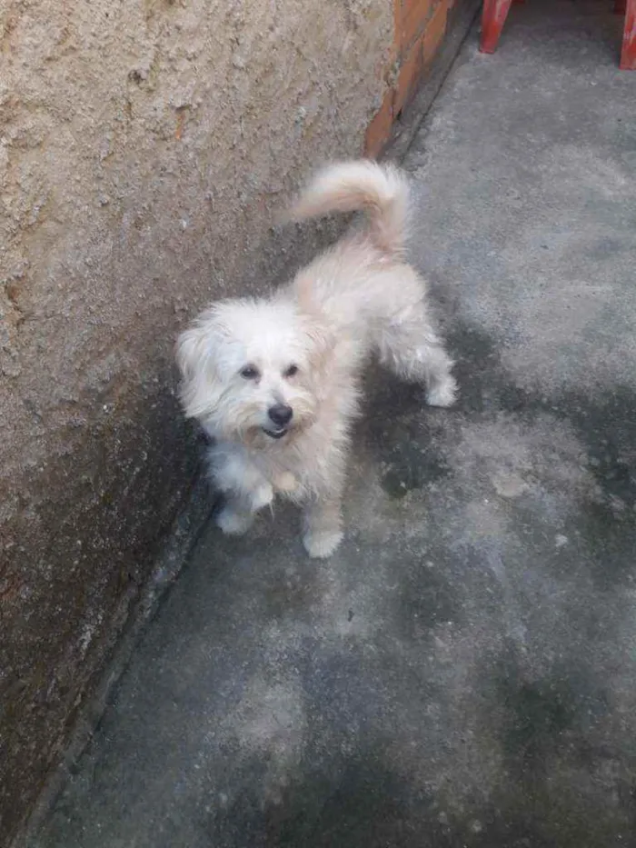 Cachorro raça Pudo  idade 2 anos nome Téo 