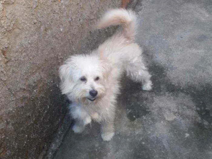 Cachorro raça Pudo  idade 2 anos nome Téo 