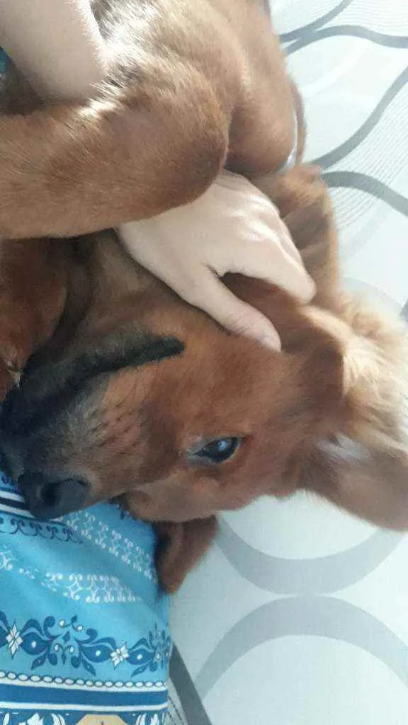 Cachorro ra a Mistura de Chow Chow/ Salsicha idade 7 a 11 meses nome Simba