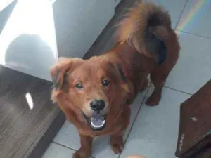 Cachorro raça Mistura de Chow Chow/ Salsicha idade 7 a 11 meses nome Simba