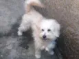 Téo 