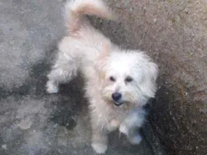Cachorro raça Pudo  idade 2 anos nome Téo 