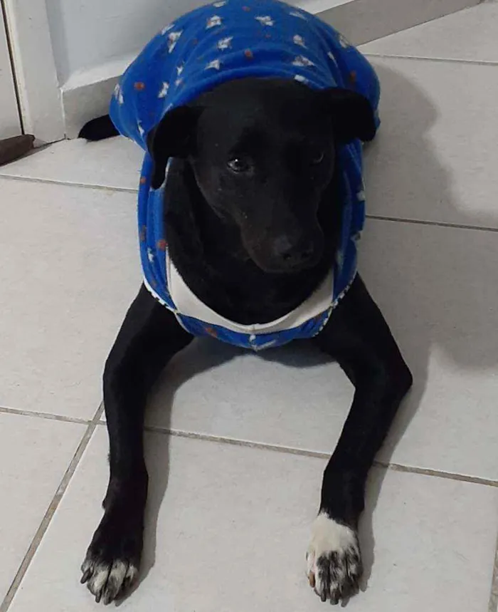 Cachorro ra a Vira lata idade 6 ou mais anos nome Duke