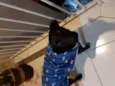 Duke