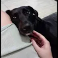 Norah e preta