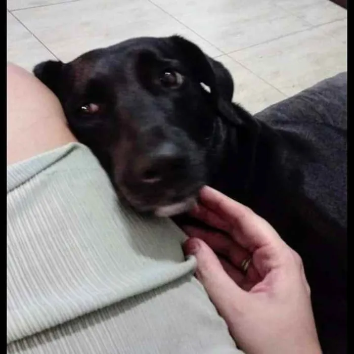 Cachorro ra a Labrador idade 3 anos nome Norah e preta