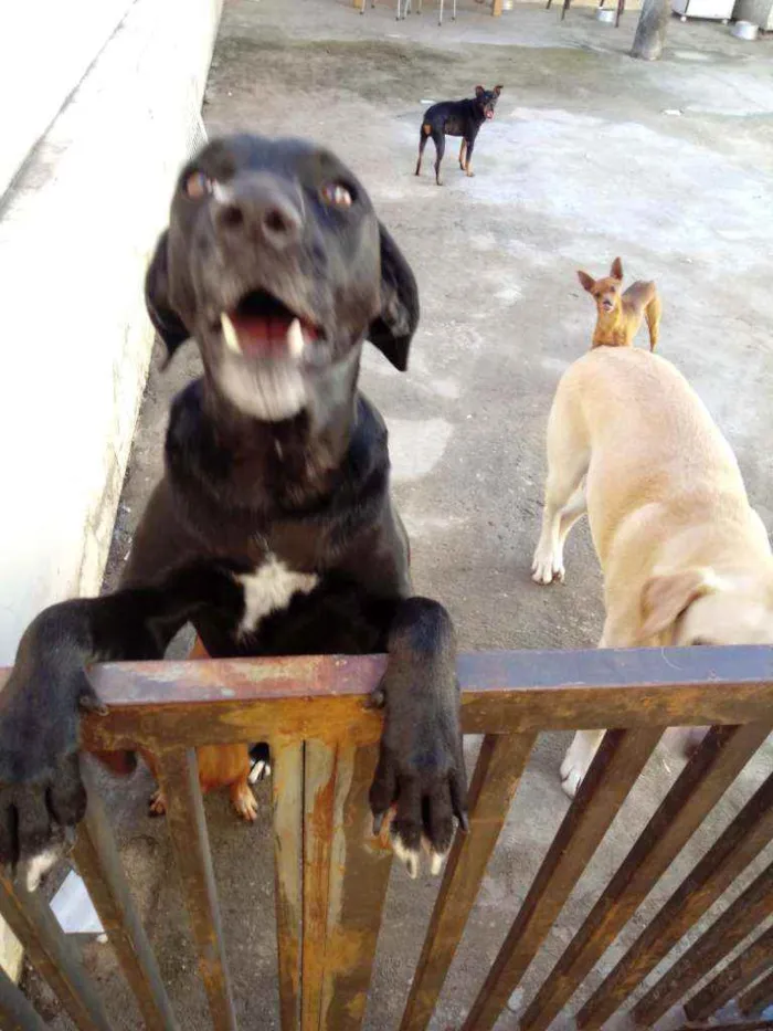 Cachorro ra a Labrador idade 3 anos nome Norah e preta