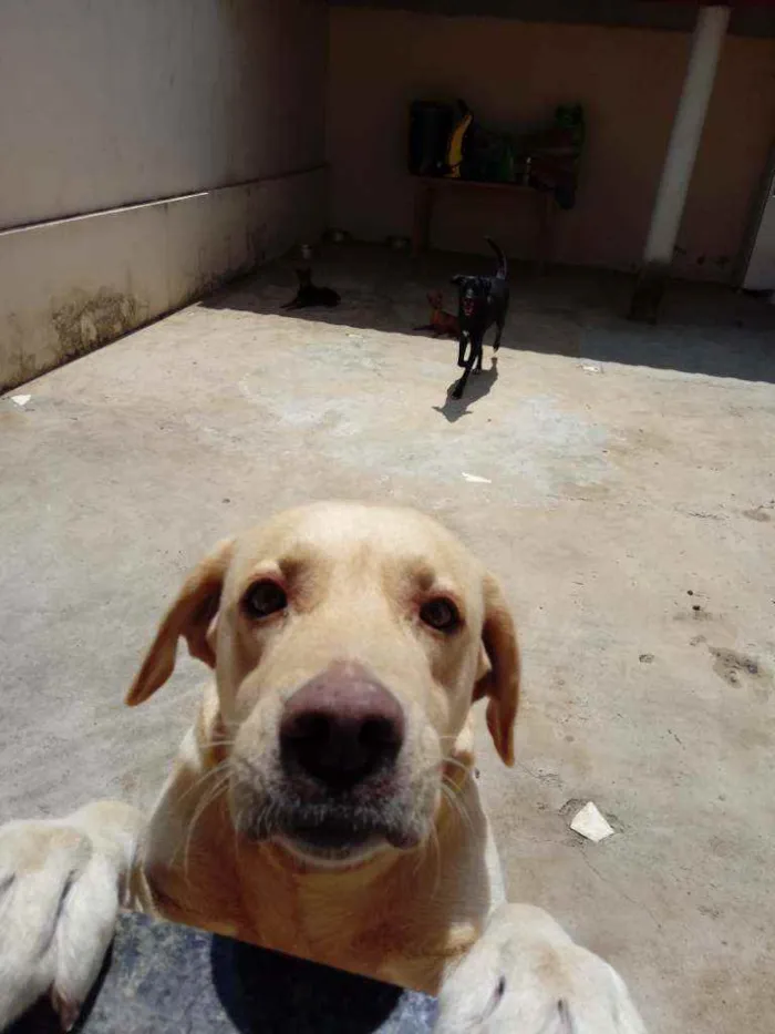 Cachorro ra a Labrador idade 3 anos nome Norah e preta