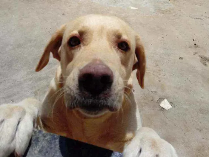 Cachorro ra a Labrador idade 3 anos nome Norah e preta
