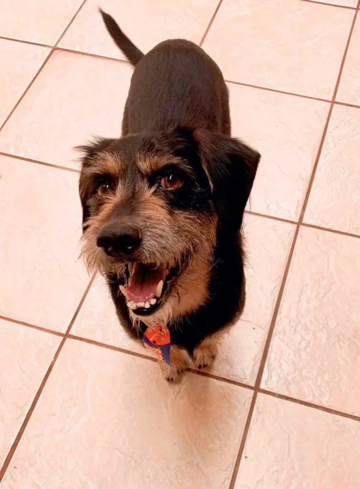 Cachorro ra a Sem raça definida  idade 2 anos nome (Ainda não tem)