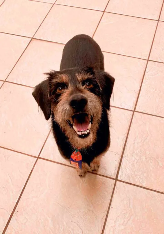 Cachorro ra a Sem raça definida  idade 2 anos nome (Ainda não tem)