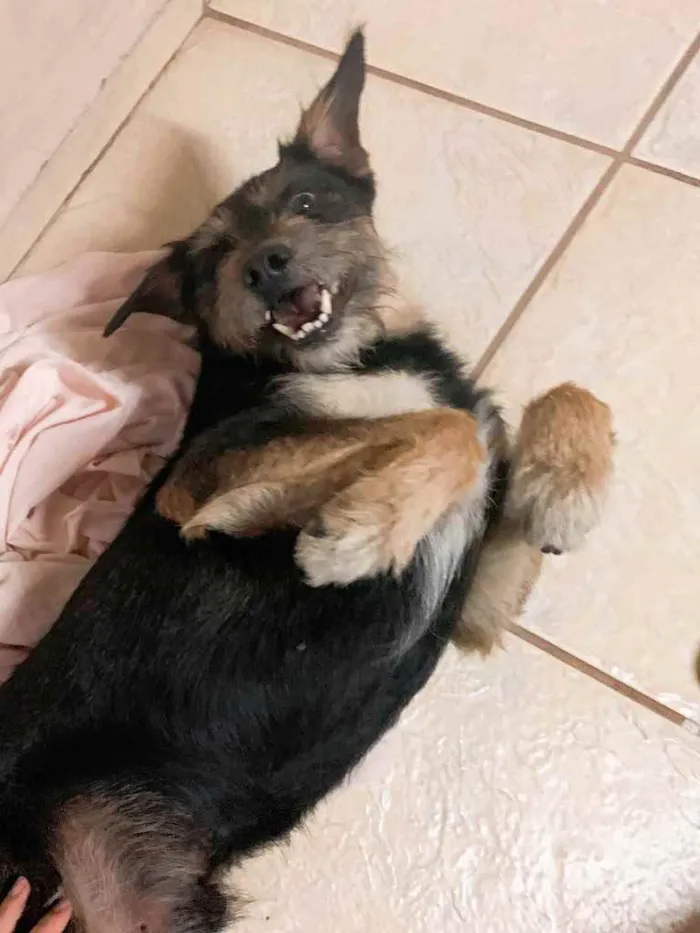 Cachorro ra a Sem raça definida  idade 2 anos nome (Ainda não tem)