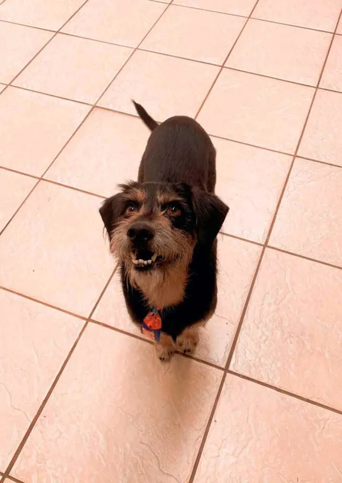Cachorro ra a Sem raça definida  idade 2 anos nome (Ainda não tem)