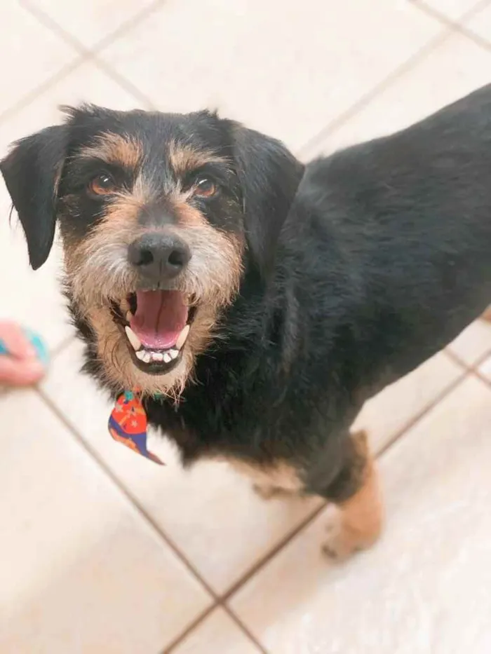 Cachorro ra a Sem raça definida  idade 2 anos nome (Ainda não tem)