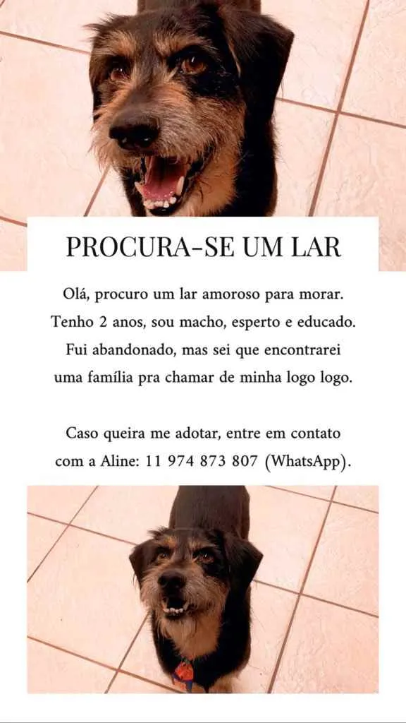 Cachorro ra a Sem raça definida  idade 2 anos nome (Ainda não tem)