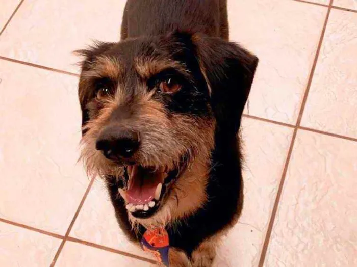 Cachorro ra a Sem raça definida  idade 2 anos nome (Ainda não tem)