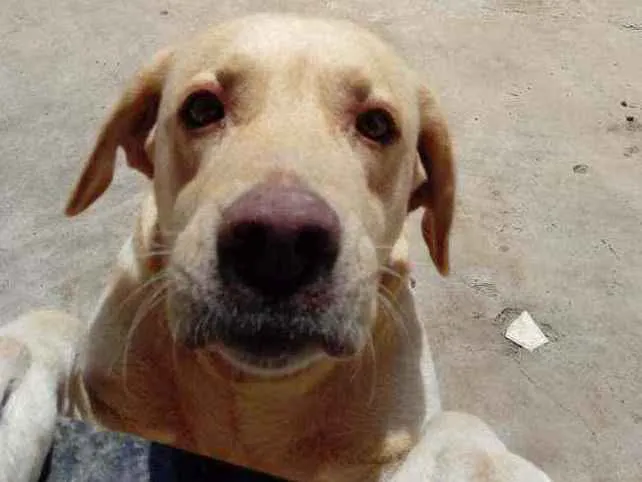 Cachorro ra a Labrador idade 3 anos nome Norah e preta