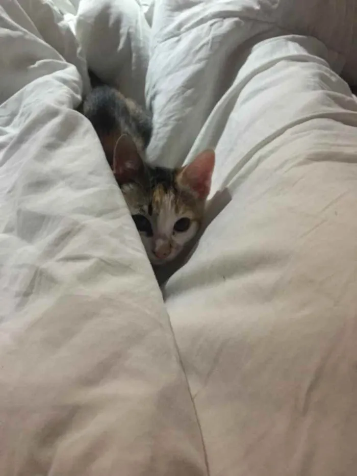 Gato raça d’água idade 2 a 6 meses nome Chérie