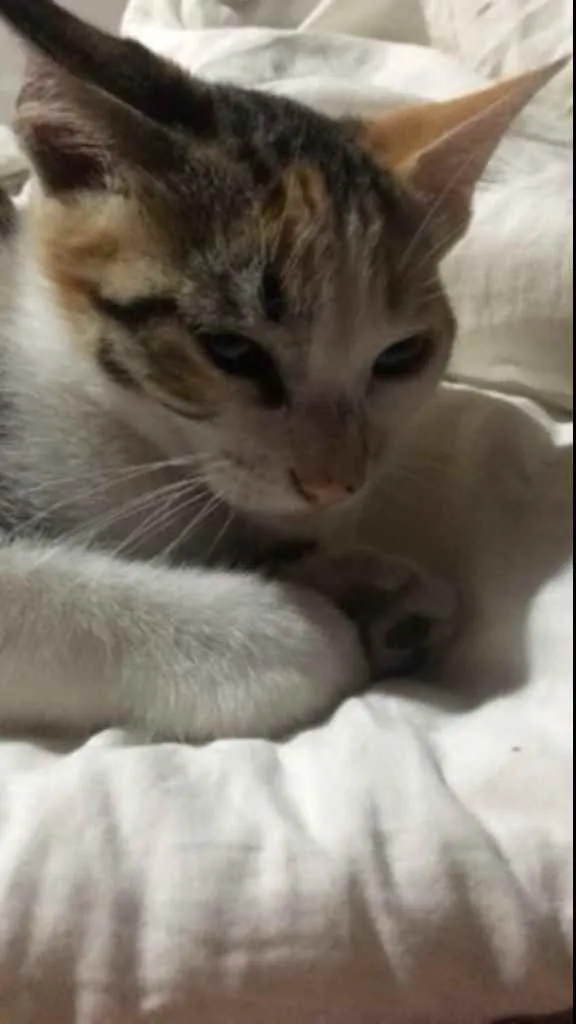 Gato raça d’água idade 2 a 6 meses nome Chérie