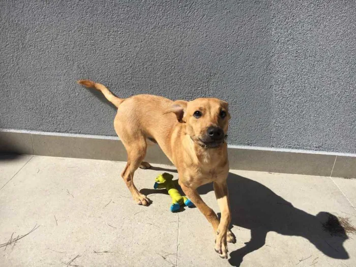 Cachorro raça Pinscher com basse  idade 2 a 6 meses nome Caramelo