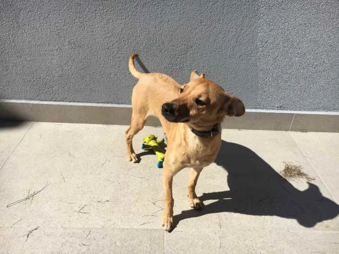 Cachorro raça Pinscher com basse  idade 2 a 6 meses nome Caramelo