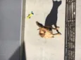 Caramelo