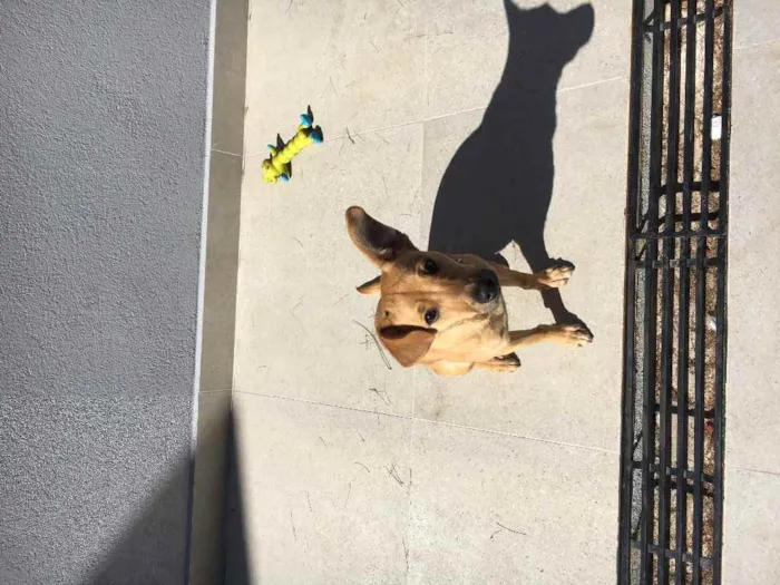 Cachorro raça Pinscher com basse  idade 2 a 6 meses nome Caramelo