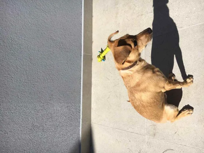 Cachorro raça Pinscher com basse  idade 2 a 6 meses nome Caramelo