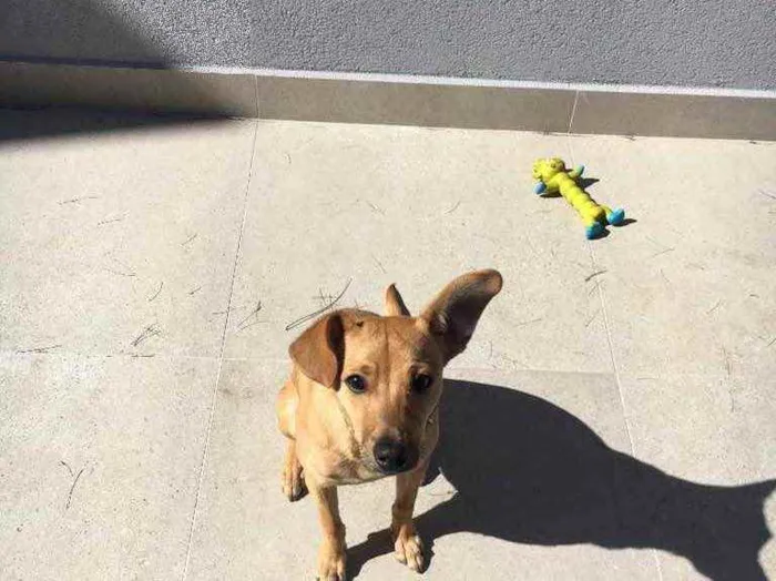 Cachorro raça Pinscher com basse  idade 2 a 6 meses nome Caramelo