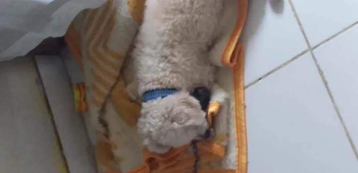 Cachorro ra a Pudle Toy idade 2 anos nome Sansão