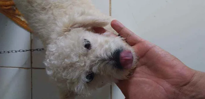 Cachorro ra a Pudle Toy idade 2 anos nome Sansão