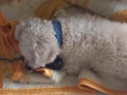 Cachorro ra a Pudle Toy idade 2 anos nome Sansão