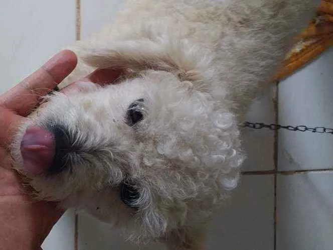 Cachorro ra a Pudle Toy idade 2 anos nome Sansão