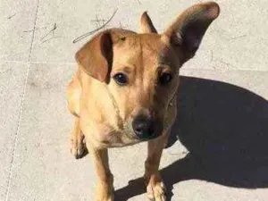 Cachorro raça Pinscher com basse  idade 2 a 6 meses nome Caramelo