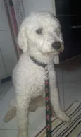 Joheey