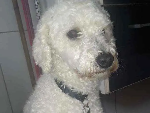 Cachorro ra a Puldo idade 4 anos nome Joheey