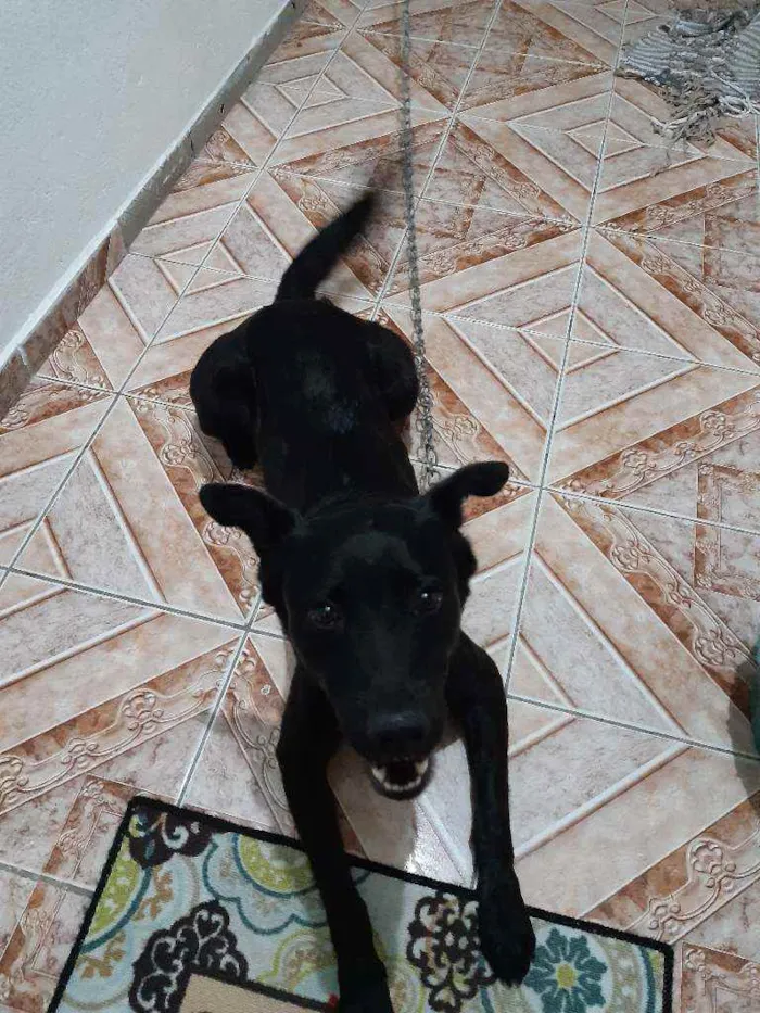 Cachorro ra a Srd idade 1 ano nome Loki